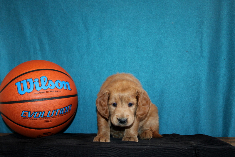 puppy, for, sale, Mini Goldendoodle , Matthew B. Stoltzfus, dog, breeder, Gap, PA, dog-breeder, puppy-for-sale, forsale, nearby, find, puppyfind, locator, puppylocator, aca